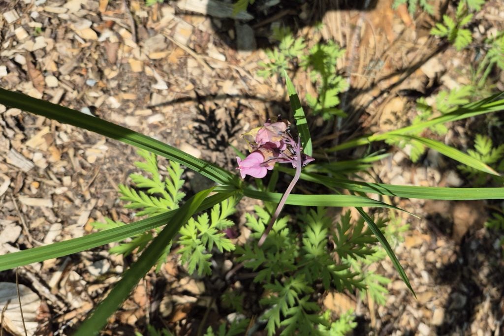 Rain garden plant